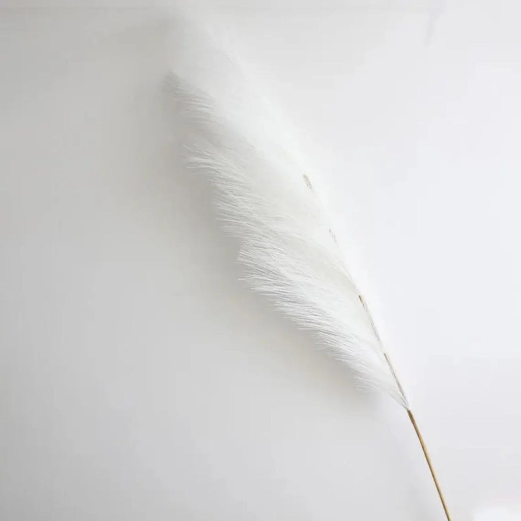 Single white pampas grass stem showing 100cm overall height measurement
