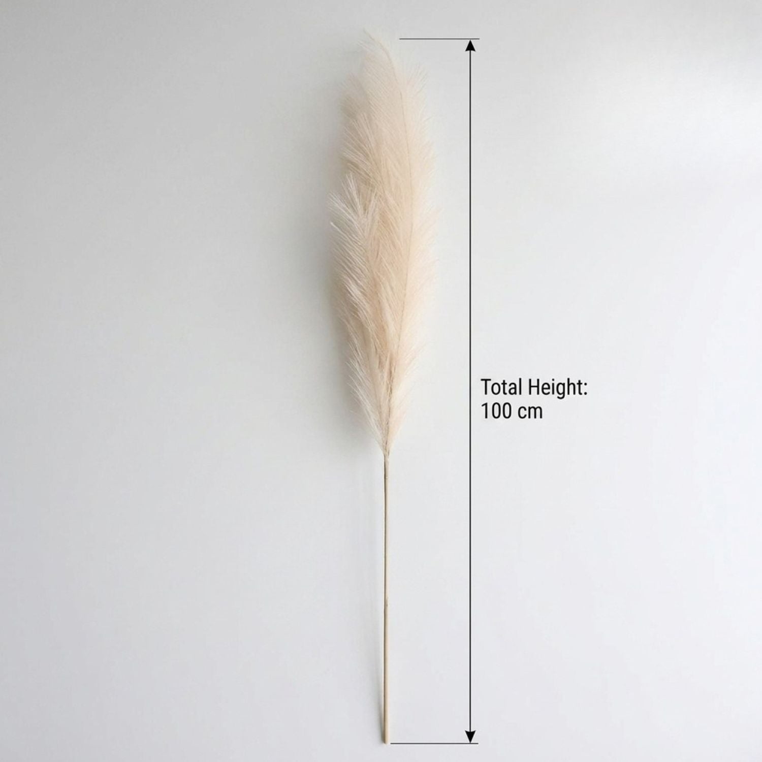 Set of 5 Beige Pampas Grass Stems – 100cm