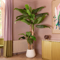 A tall artificial banana plant with large green leaves in a white pot, styled in a corner of a room with pink walls, a gold cabinet, and a window with purple curtains.