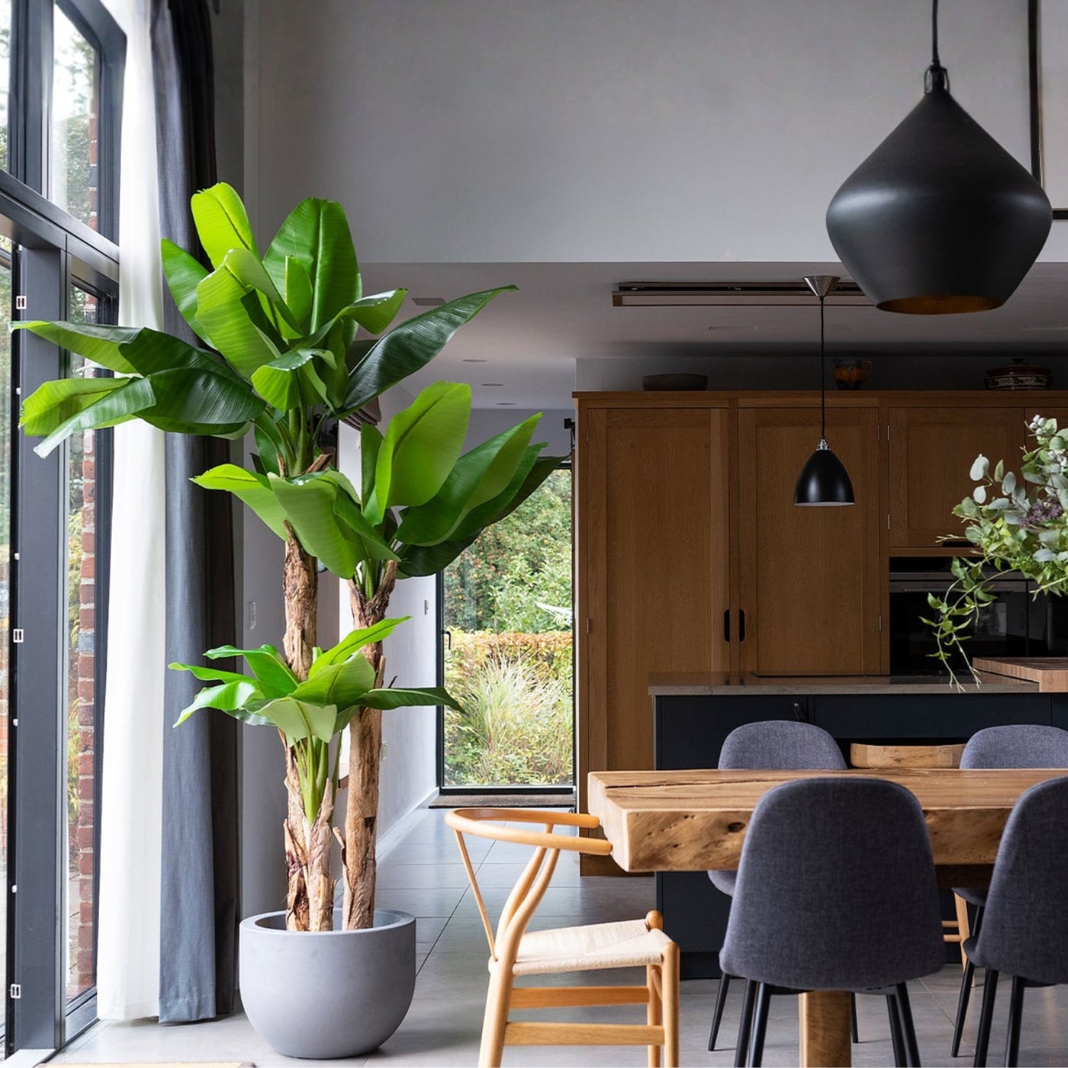 A tall indoor banana plant with large green leaves in a gray pot, placed in a modern kitchen and dining area with wooden cabinets, a wooden dining table, gray chairs, and black pendant lights.