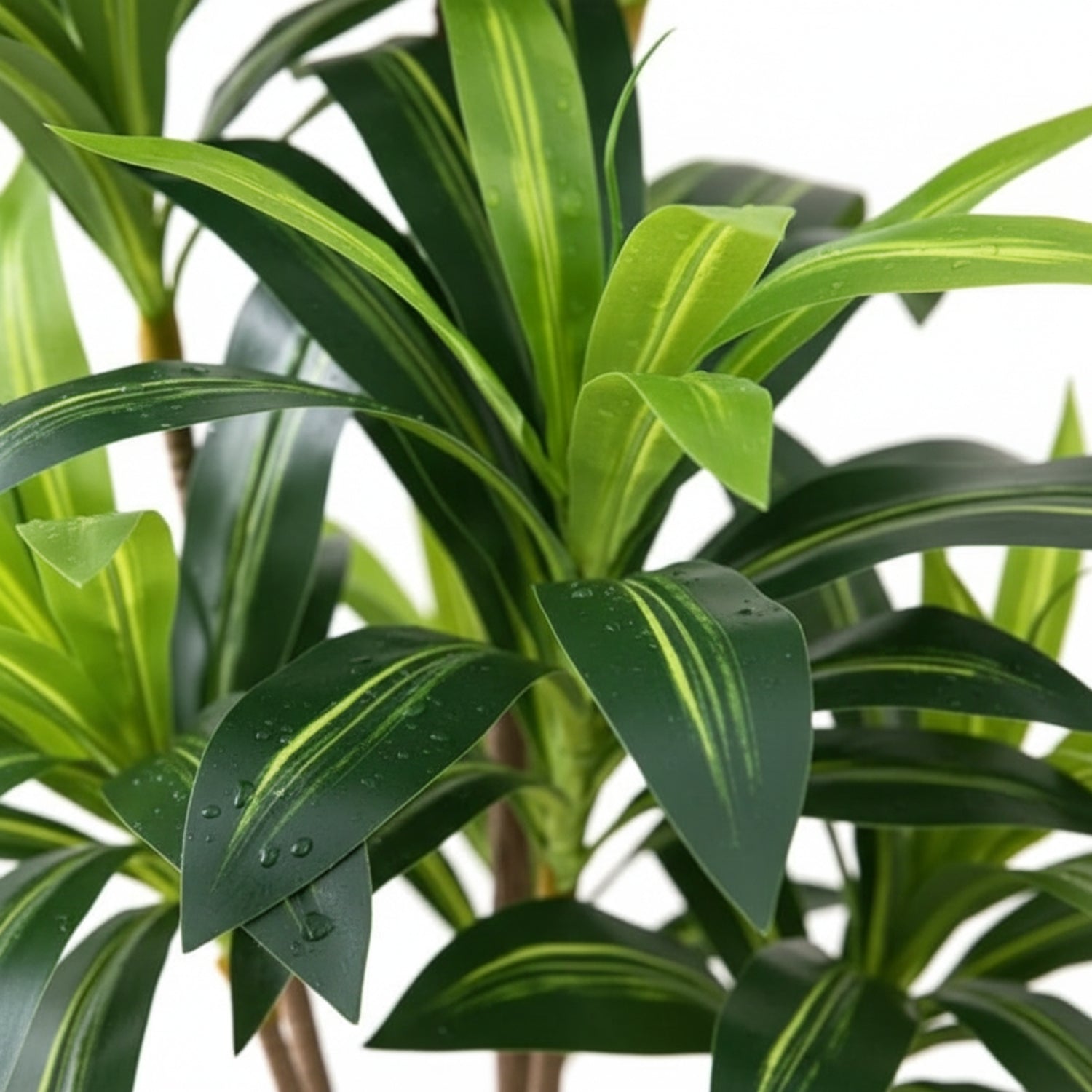 Close-up of a Dracaena massangeana artificial plant with glossy dark green leaves featuring bright yellow-green variegated stripes and water droplets, set against a plain white background.