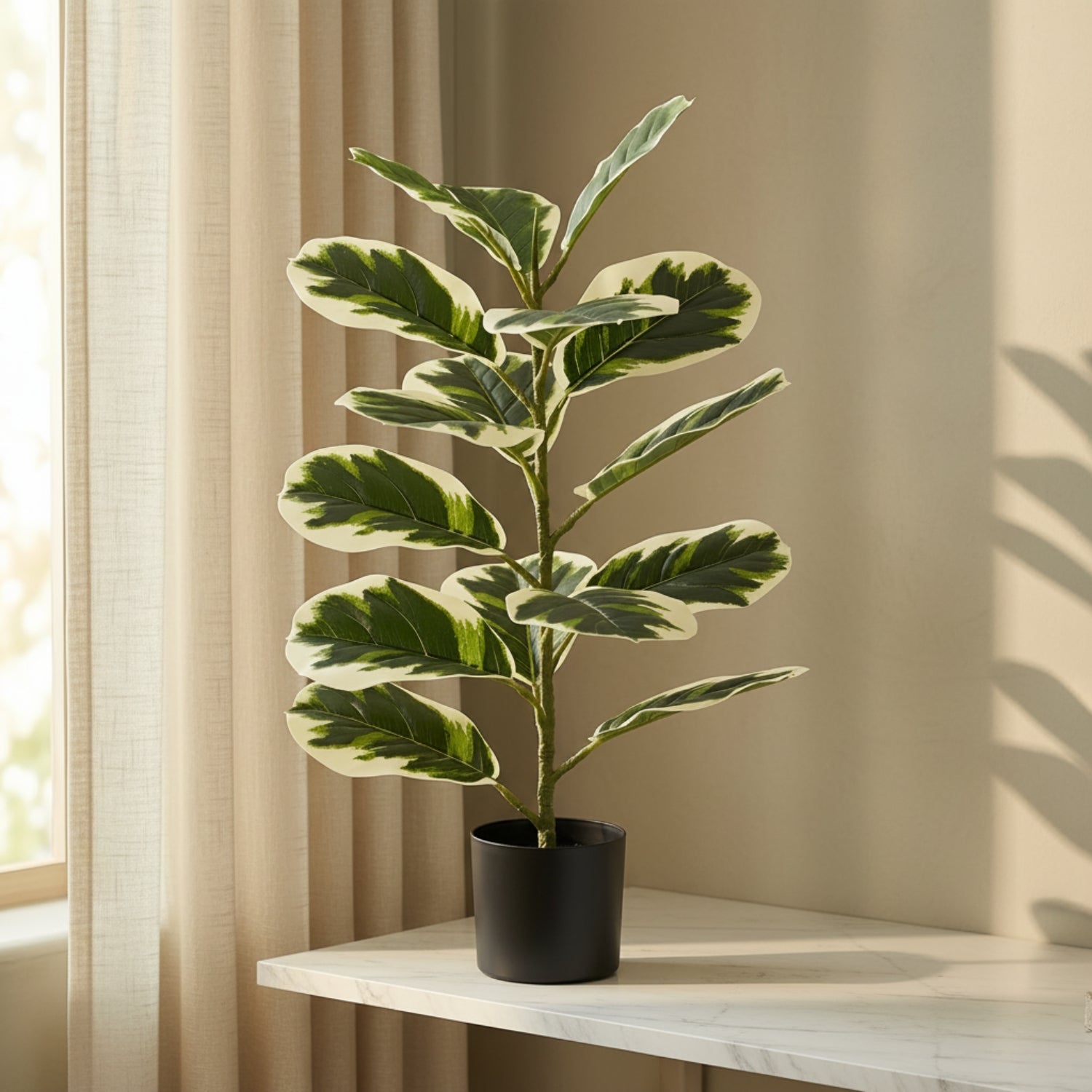 A potted variegated fiddle-leaf fig plant with green and cream leaves, sitting on a light marble console table in front of beige curtains.