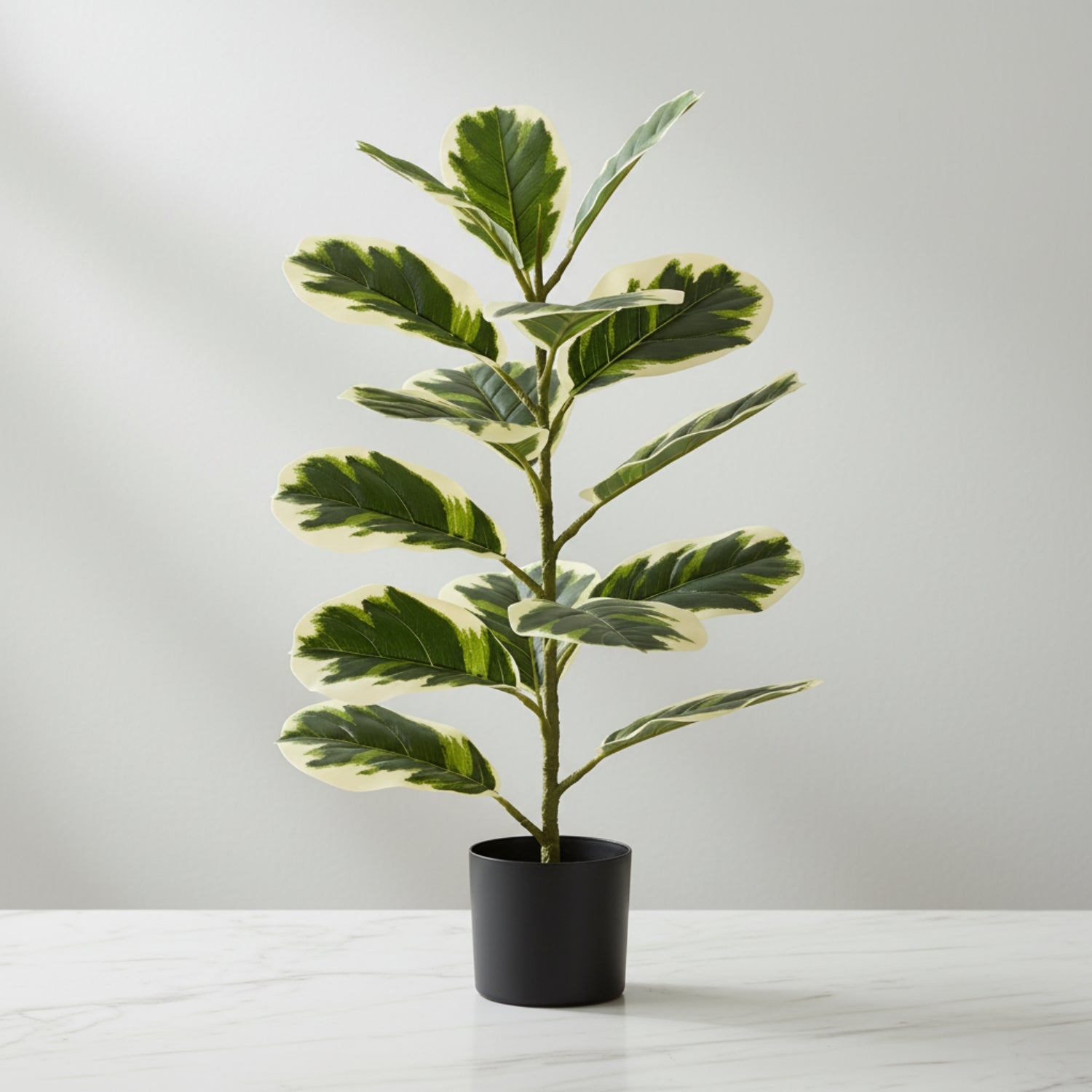 A variegated fiddle-leaf fig plant with green and cream leaves in a matte black pot, displayed on a light marble surface against a neutral gray background.