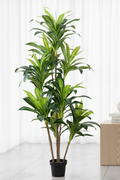 Artificial Dracaena interior editorial